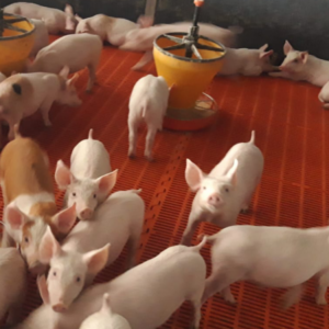 Tolva Junior para lechones de primera edad