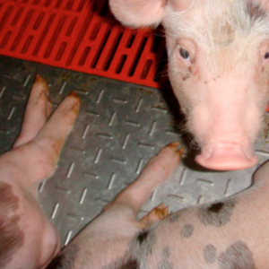 Placa calefacción hidraulica de acero inoxidable